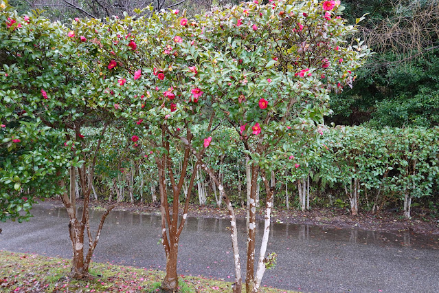 鳥取県米子市 どらドラパーク米子 米子庭球場 サザンカ（山茶花）