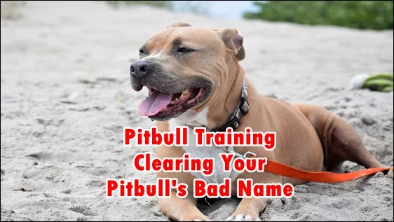 pitbull training,dog training,pitbull,training,pitbull dog training,pitbull muscle training,puppy training,pitbulls,pit bull training,training pitbulls,pitbull training tips,pit bull puppy training,puppy pitbull training,pitbull puppy training,pitbull training videos,poty training for pitbull,pit bull obedience training,pitbull training obedience,pitbull dog training attack,training a blue nose pitbull,pitbull protection training,pitbull aggression training,pitbull training to build muscle