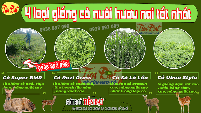 Top 4 loại giống cỏ nuôi hươu nai tốt nhất HIỆN NAY