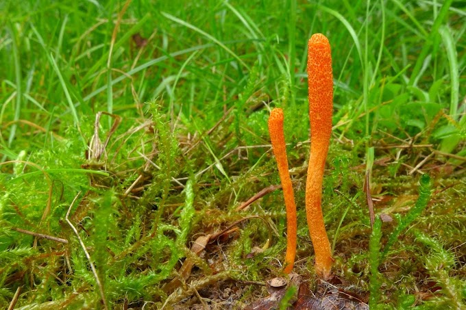 Cordyceps militaris training in Kalaburagi | Mushroom farming training | Biobritte mushroom center