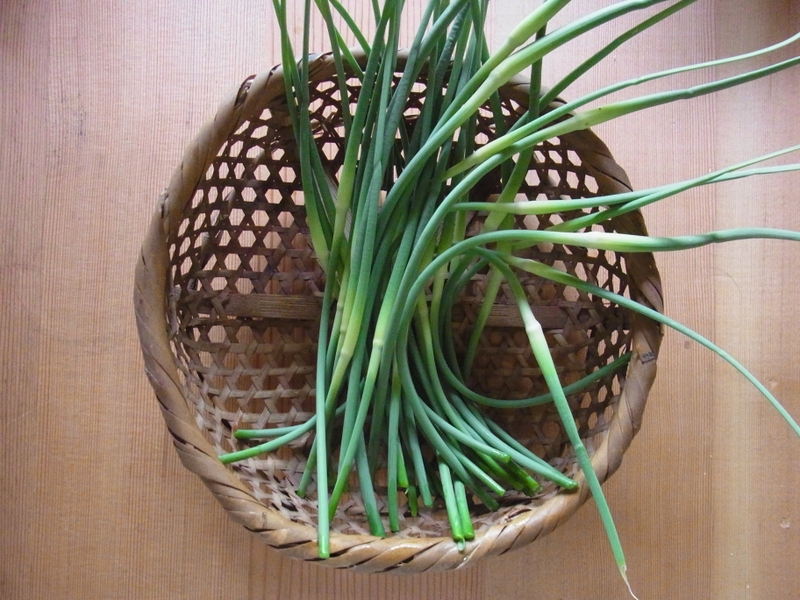 私の拾いもの にんにくの花芽