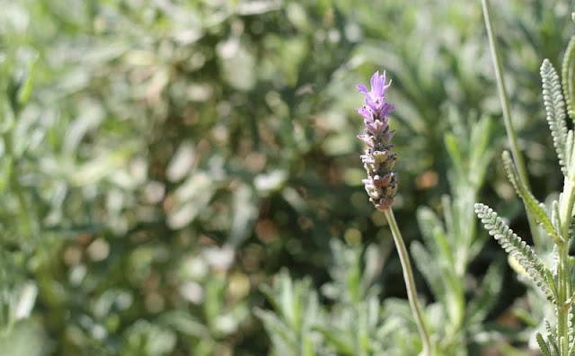 Lavender Flowers