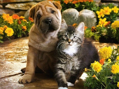 pictures of dogs and cats together