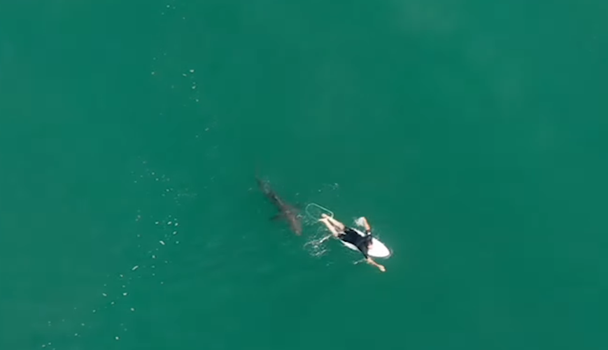 Pro Surfer Matt Wilkinson Shark Encounter