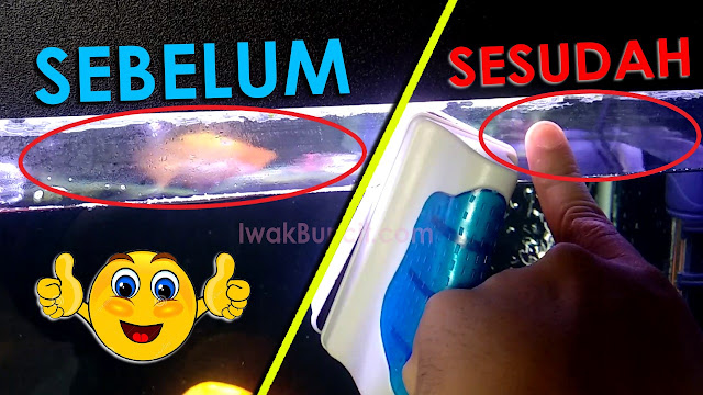 Review Sikat Magnet RECENT RC-09: Sekali Sikat Kaca Aquarium Ikan Mas Koki Mengkilap