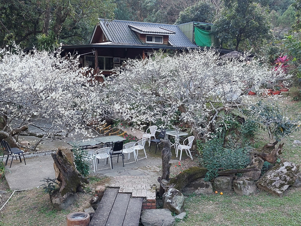 台中新社風林谷梅花搭配日式小木屋充滿日本風，好像來到日本度假