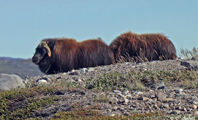 bœufs musqués,  Kangerlussuaq, Groenland