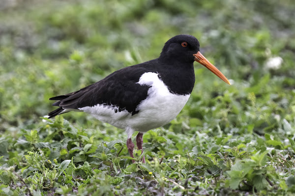 Oystercatcher