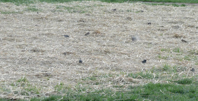 sparrows and juncos