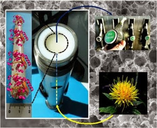 A Novel Enzymatic Catalyst For Biodiesel Production
