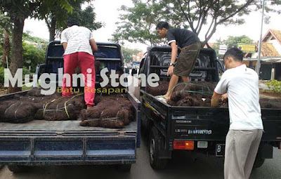 jual ijuk aren black palm fiber di jakarta,depok,bogor,tangerang