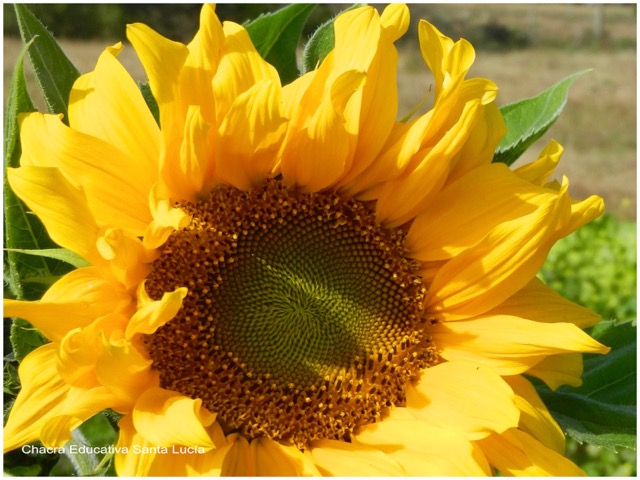 Girasol - Chacra Educativa Santa Lucía