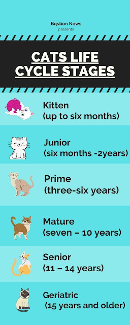cats life cycle stages
