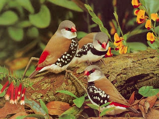 Diamond Firetail New Desktop Wallpaper