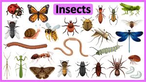 ANTHROPOD PREDATORS AND INSECT PEST CONTROL