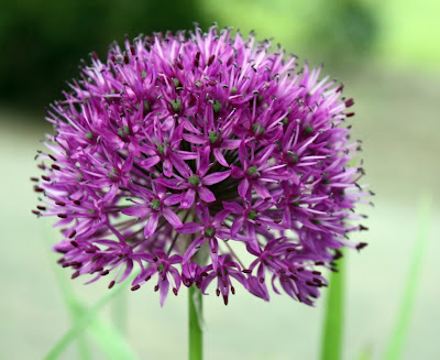 flower wallpapers. Allium Flower Wallpaper 4