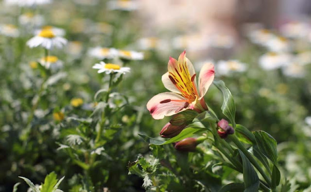 Peruvian Lily Flowers Pictures