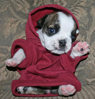 Cute English Bulldog Puppy in a Hoodie!
