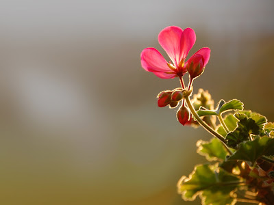 Fotografías e imágenes de flores