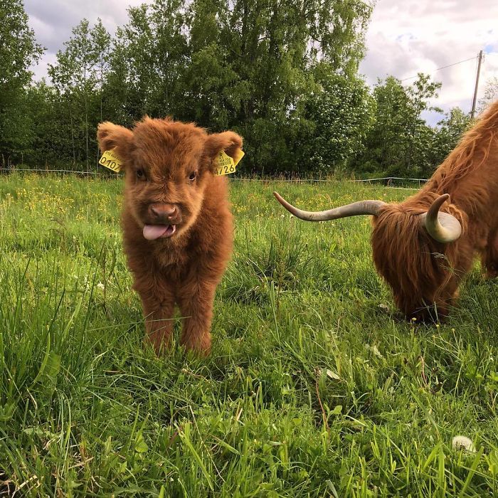 22 Adorable Highland Calves That Made Us Smile Today