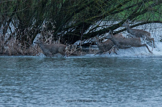 Wildlifefotografie Rehe Rotwild Naturfotografie Lippeaue Olaf Kerber