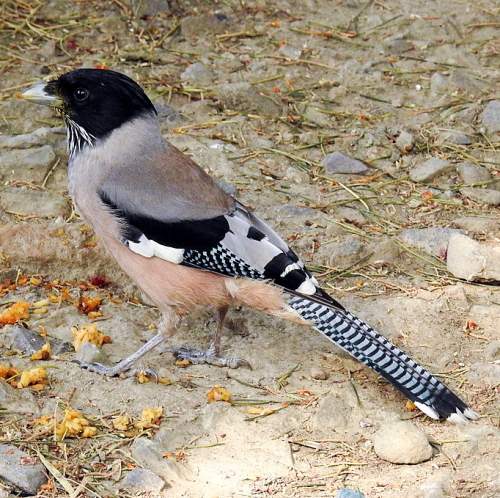 Garrulus lanceolatus