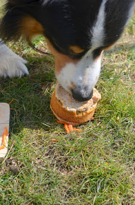 Ein Hund frisst ein Geburtstagstörtchen, das für ihn zubereitet wurde.