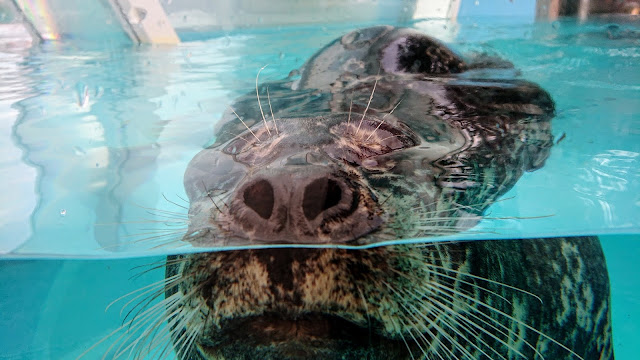 北海道 登別マリンパークニクス