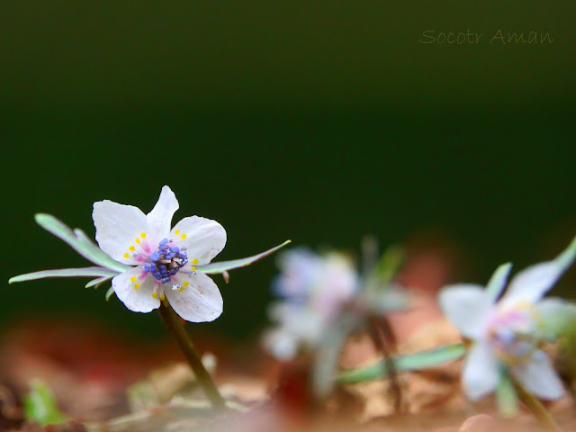 Shibateranthis pinnatifida