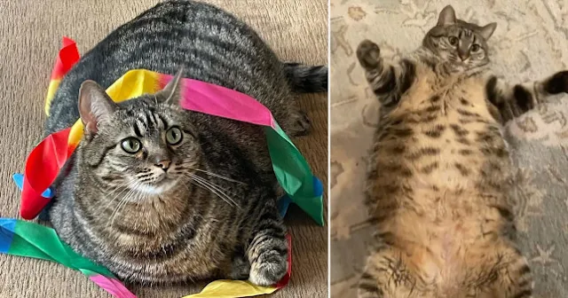 Obese Swayze