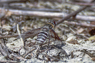 mosca-abeja-exoprosopa-grandis-