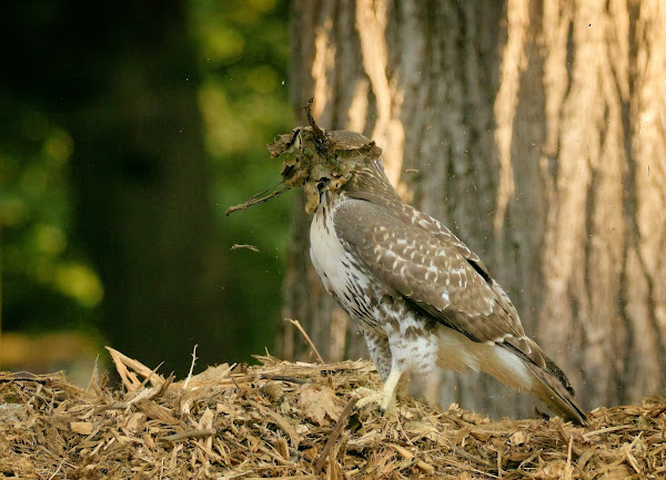 Fledgling hawk plays in the mulch pile in Tompkins Square.
