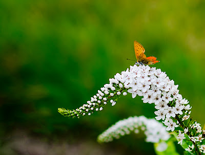 photography butterfly