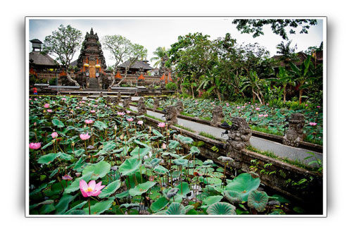 Picture of Lotus pond at Lotus Cafe Ubud - Bali Male Escort Service