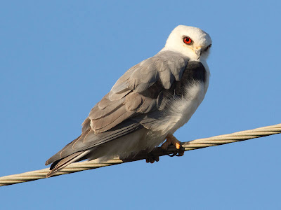 White-tailed Kite