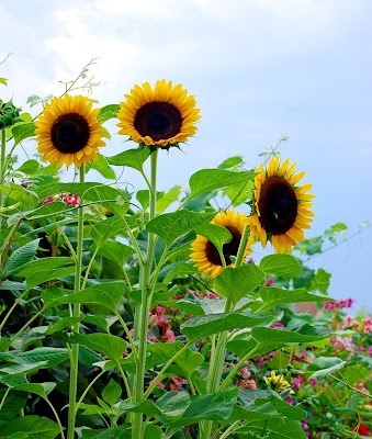 Coleccionista de girasoles - Flores grandes y hermosas - Sunflowers