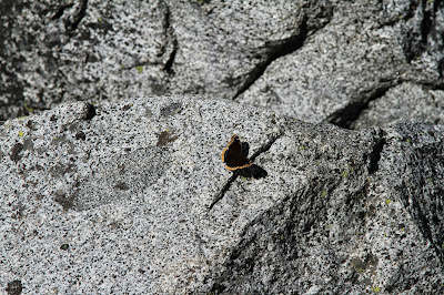 Biblis hyperia - Crimson-banded Black on a Boulder on the Shore of Colchuck Lake