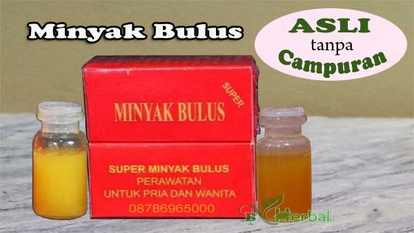 minyak bulus asli