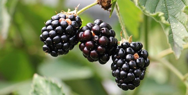 Manfaat Blackberry Berdasarkan Kandungan Nutrisi