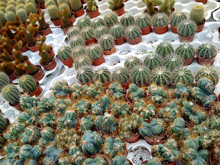 Cactus_Picture