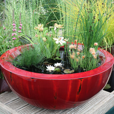 Container water garden ideas