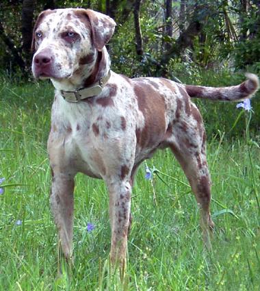 CAIERE CHASE: Atlas of Hunting Dog Breeds of the world,