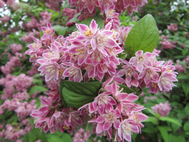 Deutzia Scabra "Strawberry fields" (bruidsbloem)