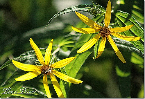 Woodland_Sunflowers2