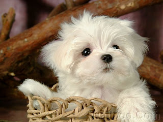 Cute Maltese Puppy Pictures