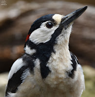 pico picapinos (Dendrocopos major)