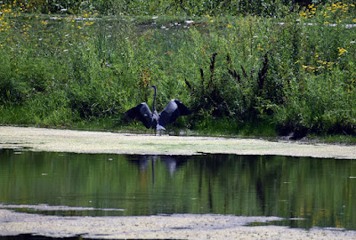 Pelican in pond