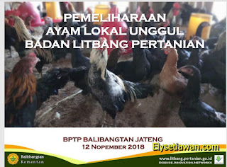 materi bimtek penetasan dan budidaya ayam kub