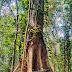 Sepeda Gunung di Tengah Hutan 