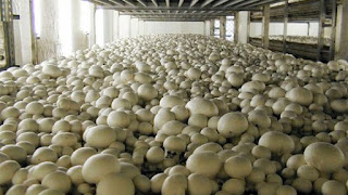 mushroom cultivation